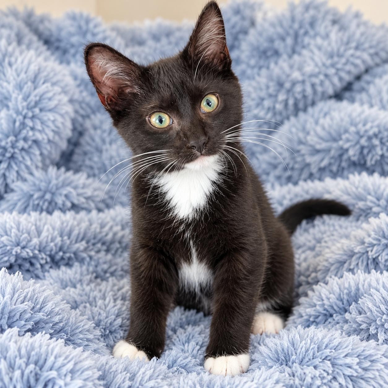 Rocket, Adopted, Kitten Male Domestic Short Hair.