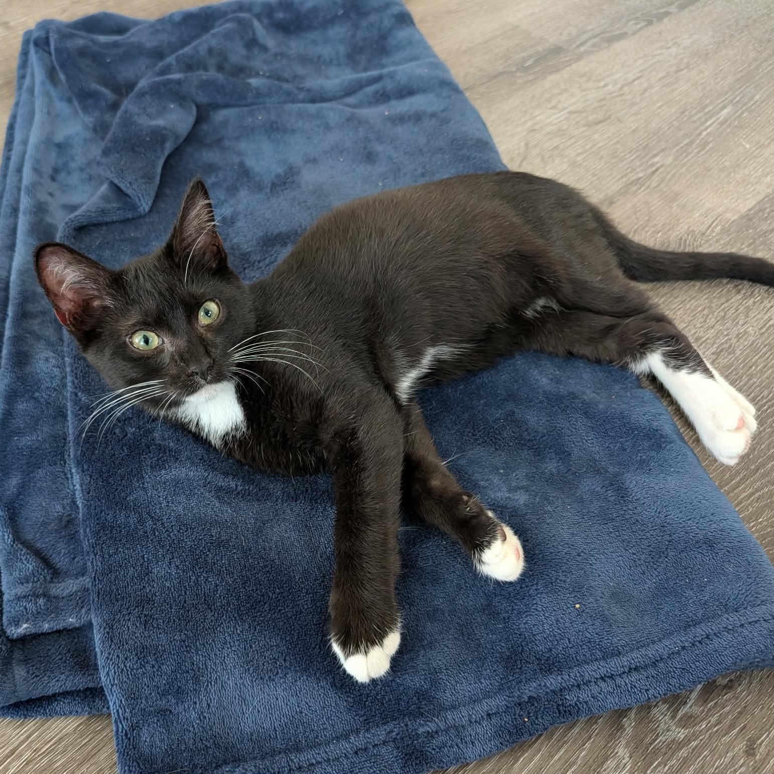 Enlarge Rocket, a Adopted Domestic Short Hair in Chandler, AZ image 2/2