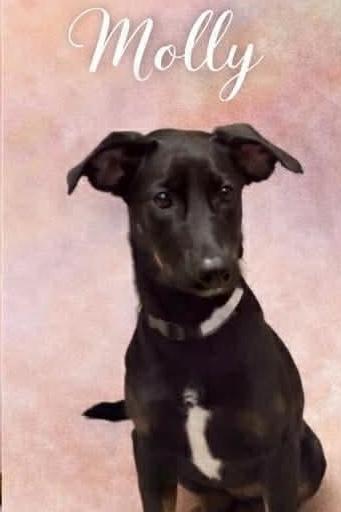 Enlarge Molly, a ADOPTABLE Doberman Pinscher in East Haddam, CT image 1/1