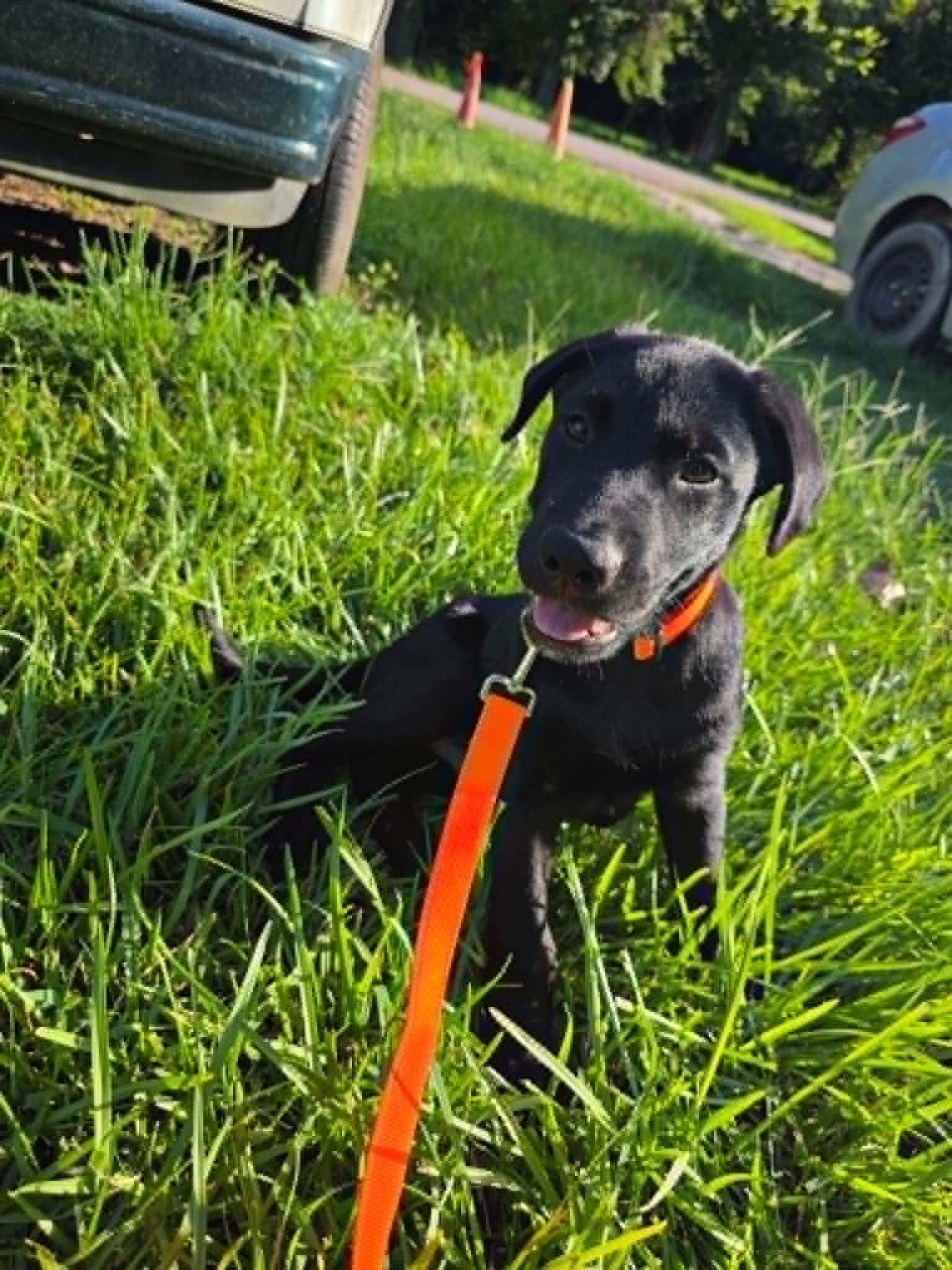 Onyx, a ADOPTABLE Black Labrador Retriever in Salem, NH image 3/4