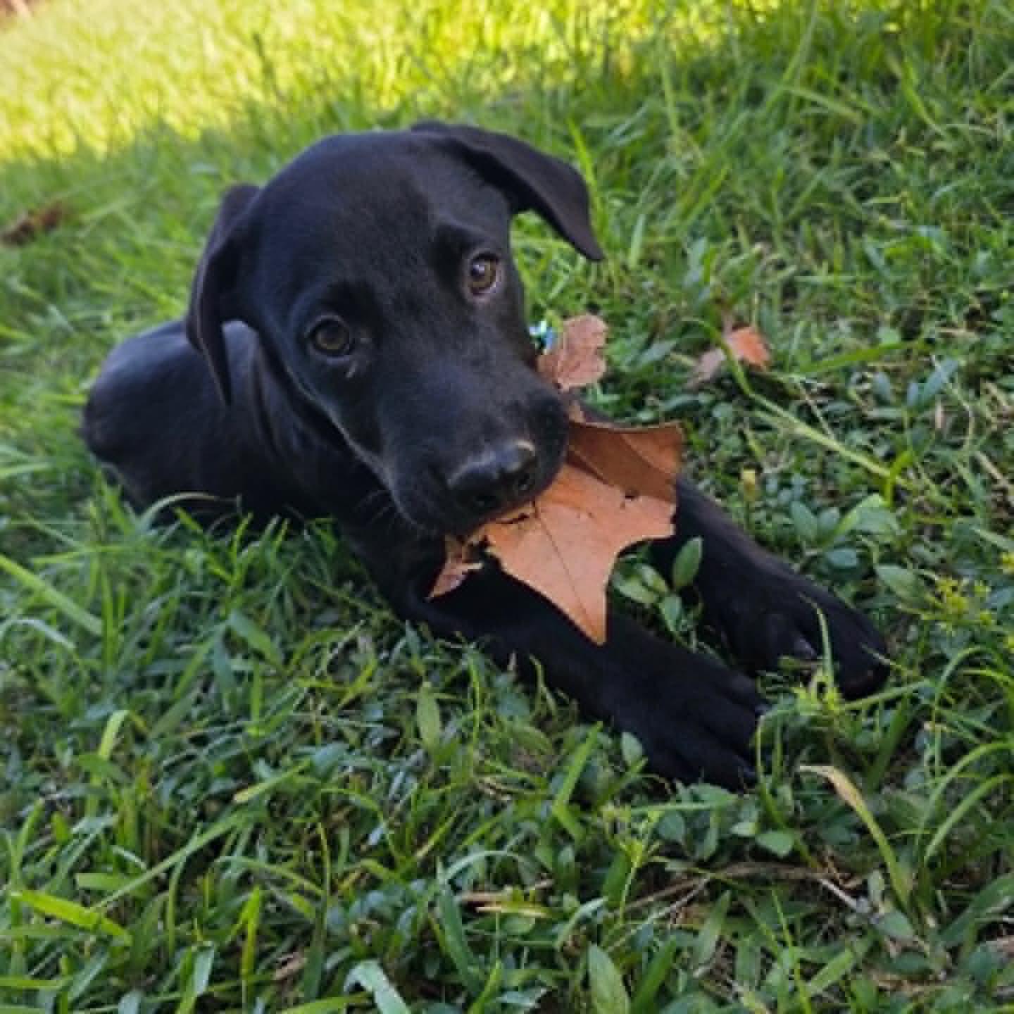 Onyx, ADOPTABLE, Puppy Male Black Labrador Retriever.