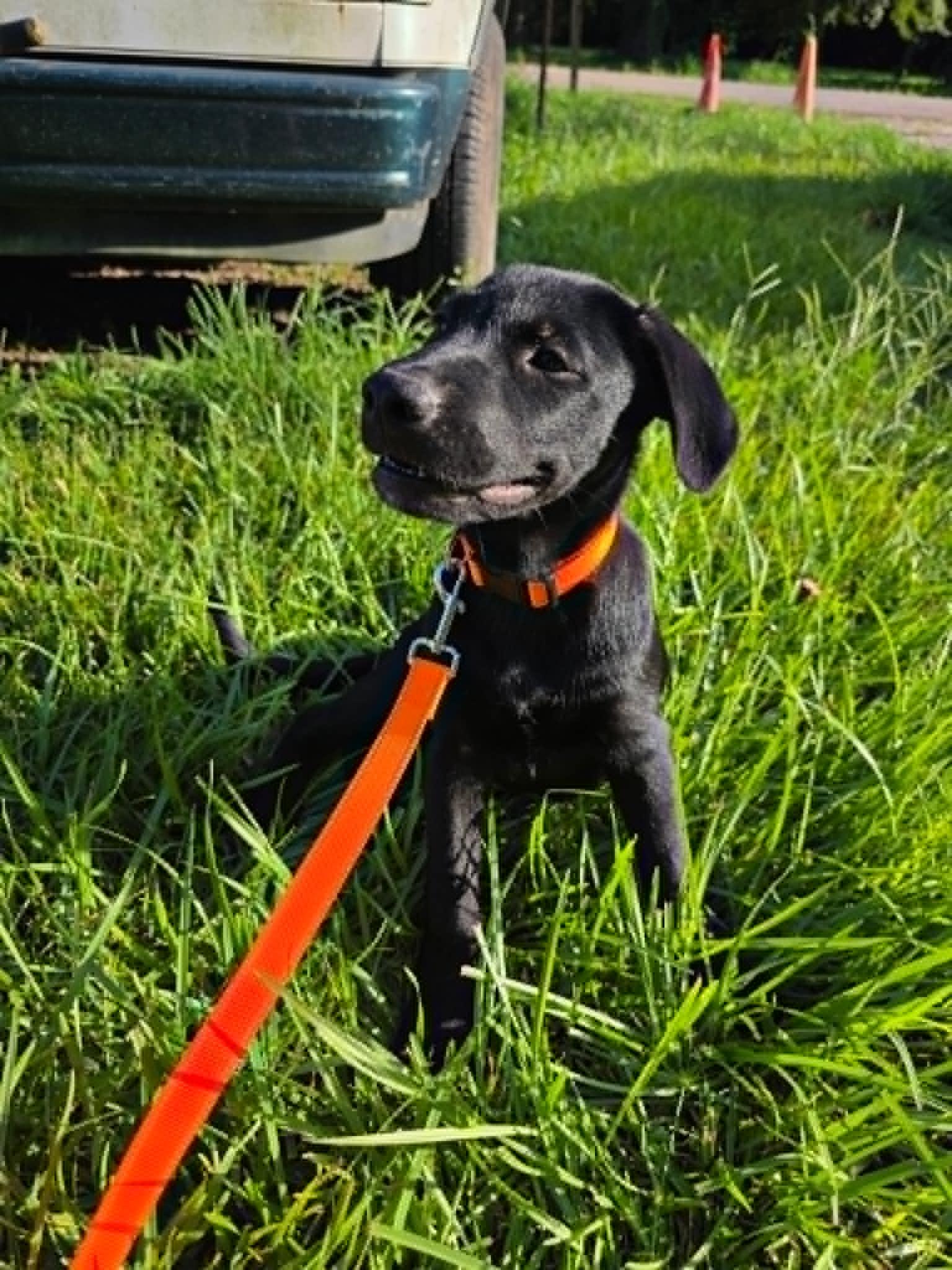 Onyx, a ADOPTABLE Black Labrador Retriever in Salem, NH image 2/4