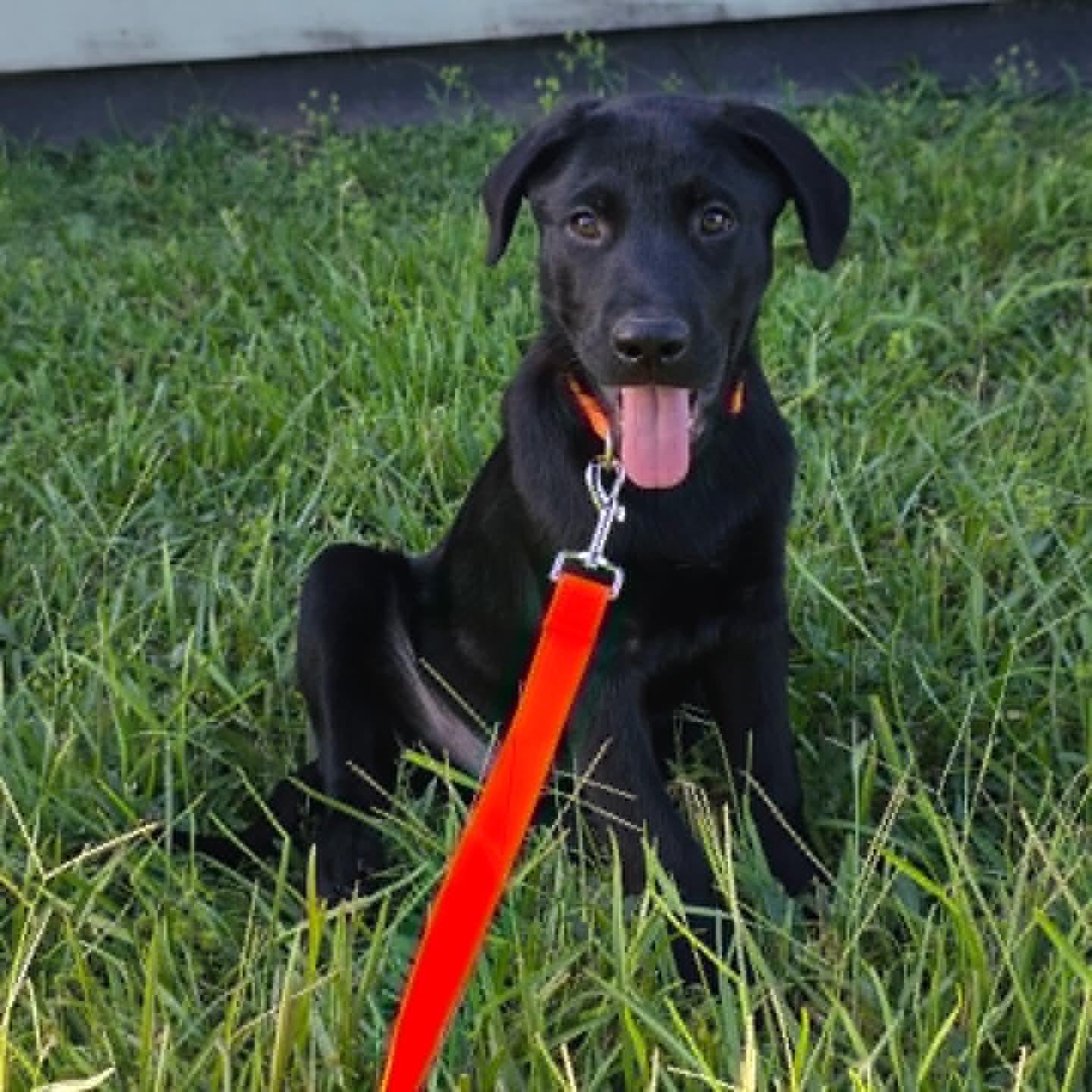 Onyx, a ADOPTABLE Black Labrador Retriever in Salem, NH image 4/4