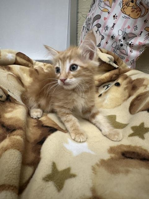 Flame, Adoptable, Kitten Male Domestic Medium Hair.
