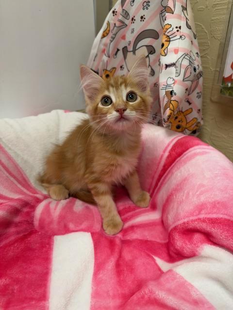 Enlarge Flame, a Adoptable Domestic Medium Hair in Parlier, CA image 2/2