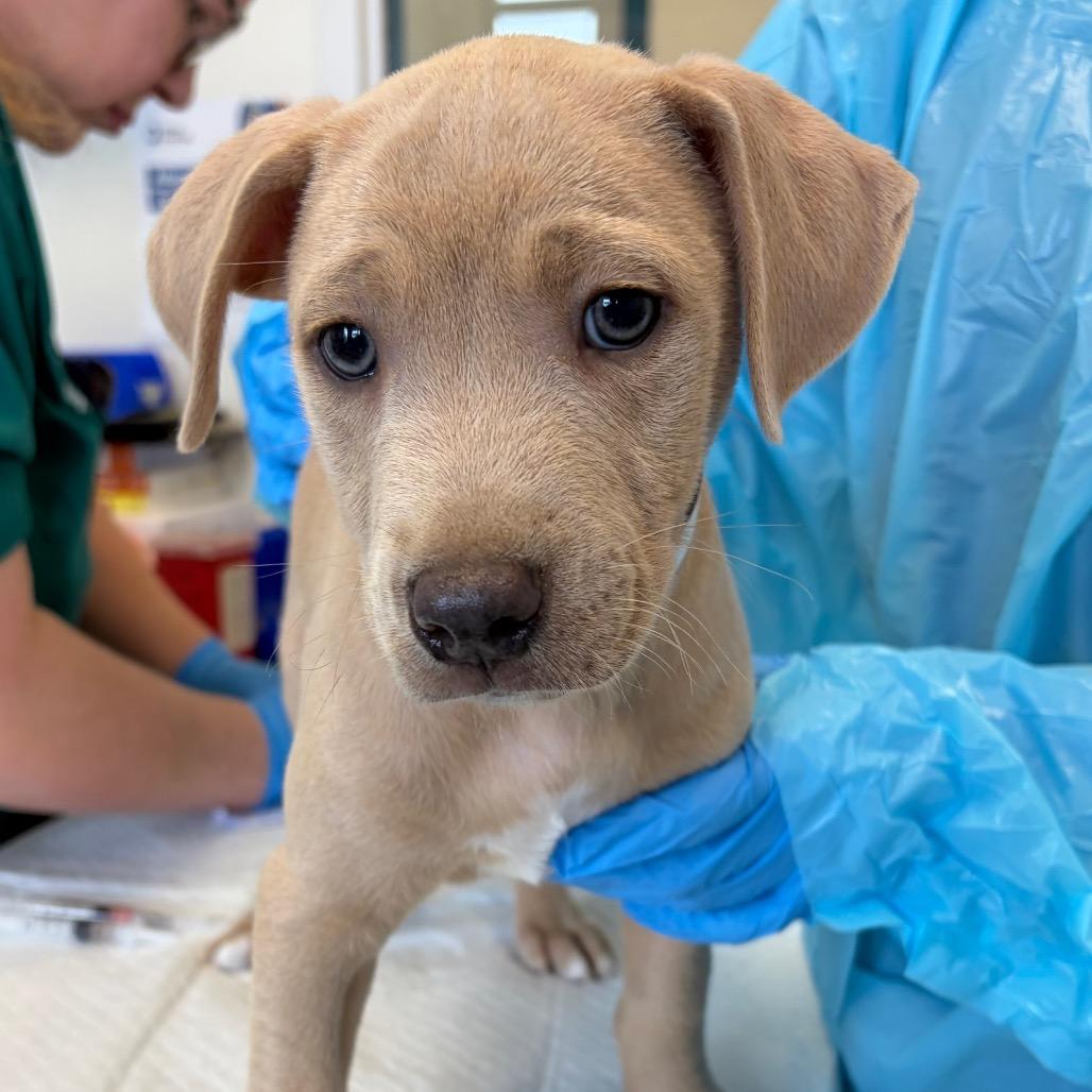 Cheddar, Adoptable, Puppy Male Hound & Pit Bull Terrier.