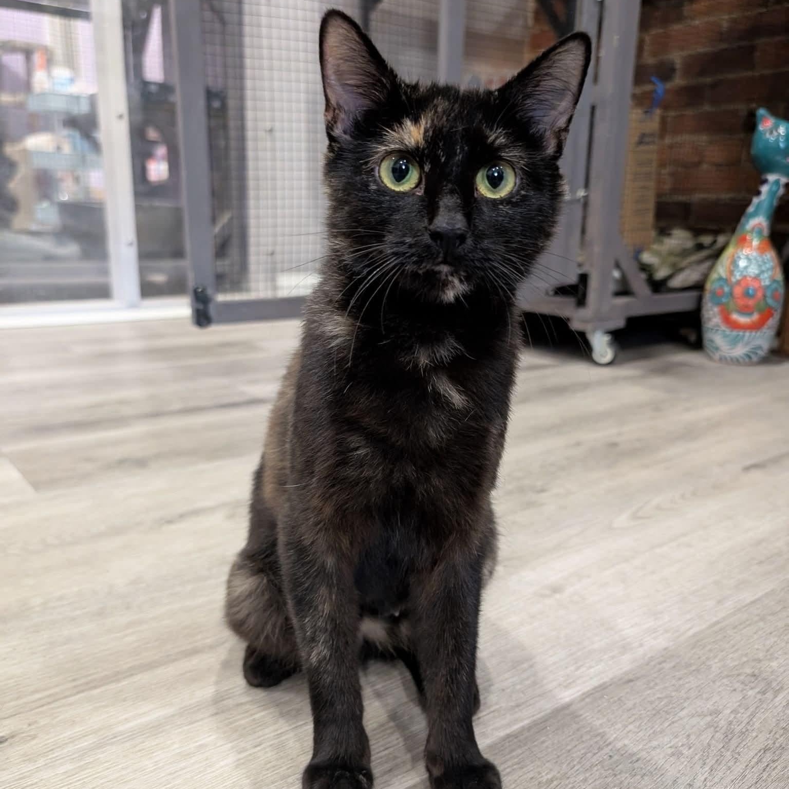 Zira, Adoptable, Young Female Domestic Short Hair & Tortoiseshell.