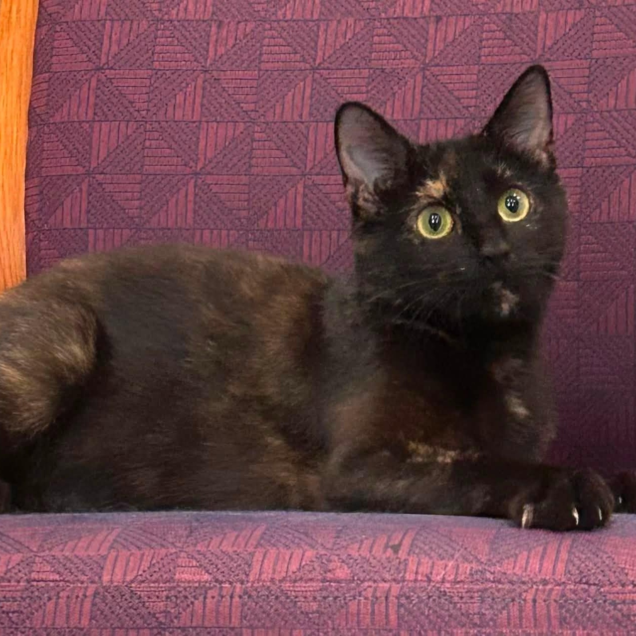 Enlarge Zira, a Adoptable mixed breed in South Park, PA image 2/6