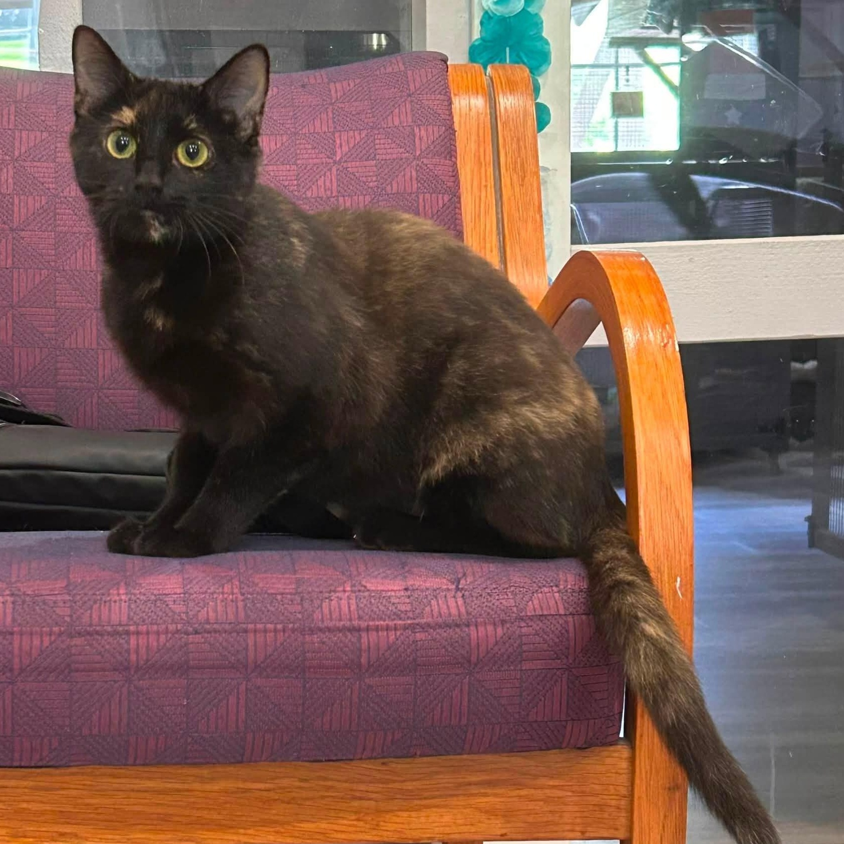 Enlarge Zira, a Adoptable mixed breed in South Park, PA image 5/6