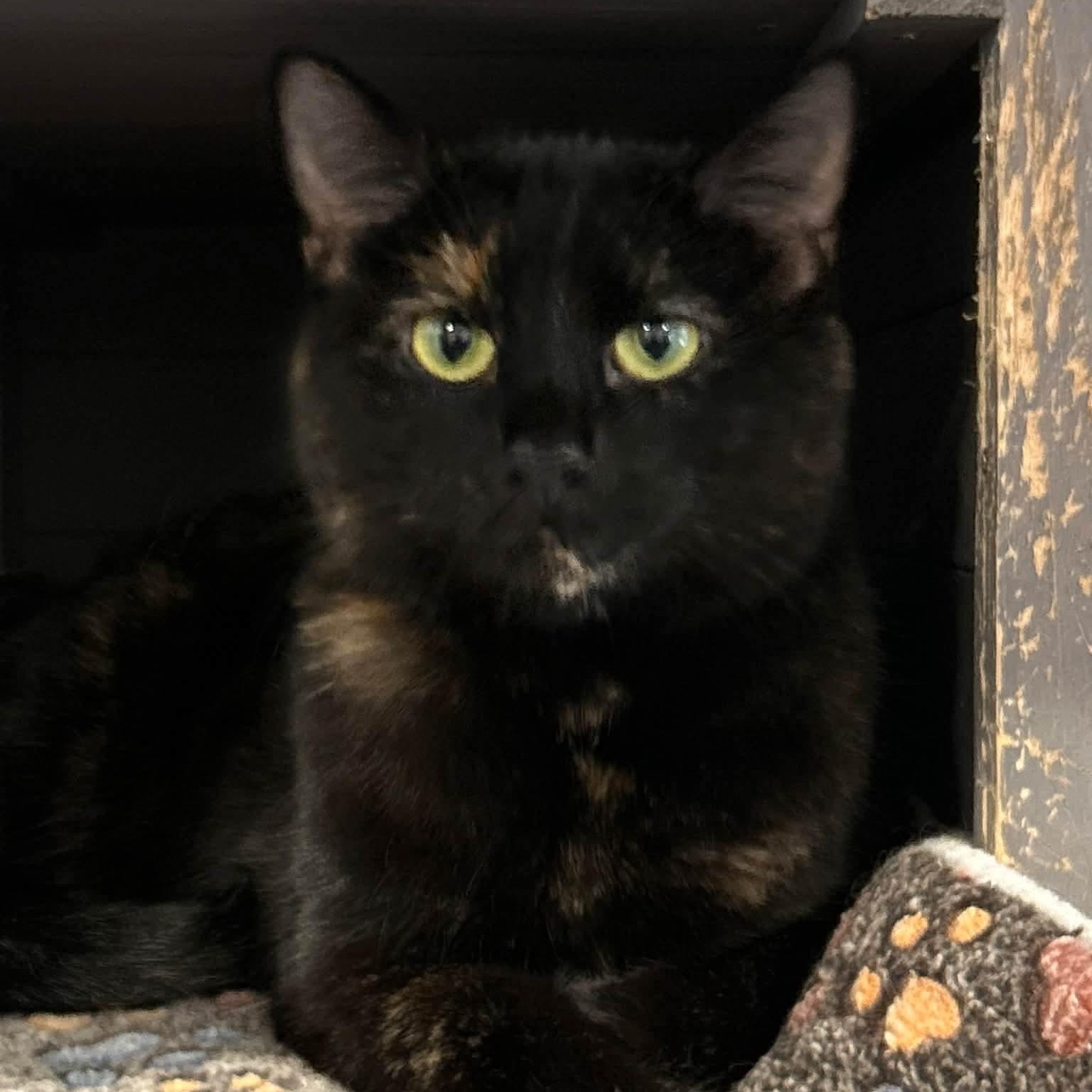 Enlarge Zira, a Adoptable mixed breed in South Park, PA image 6/6