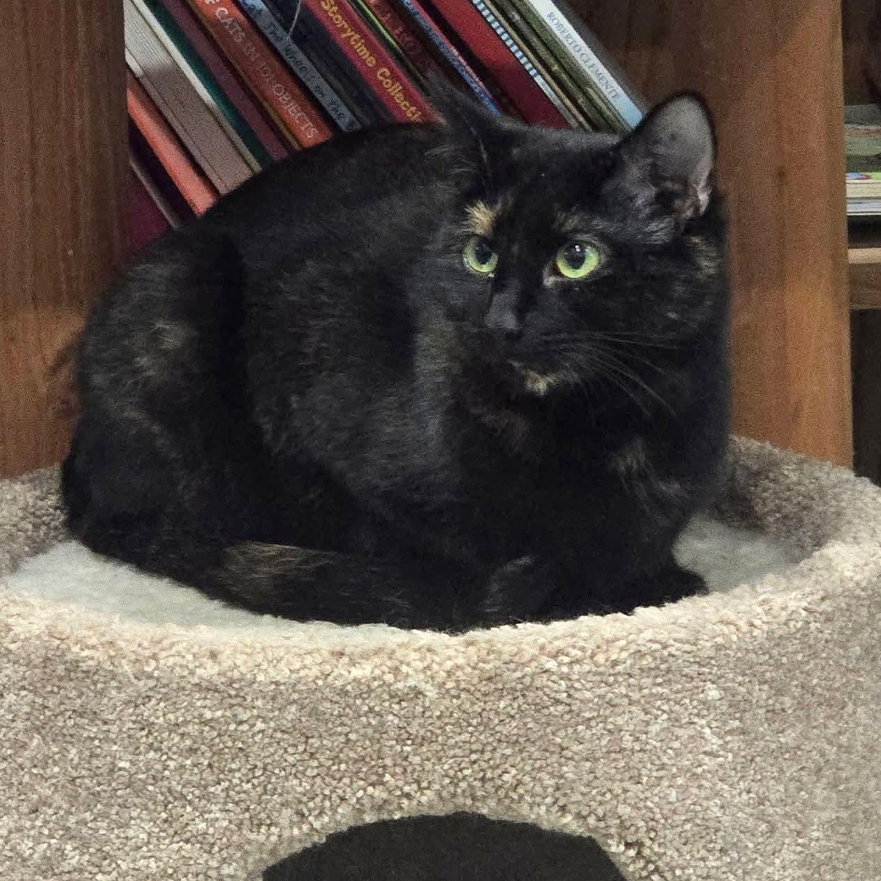 Enlarge Zira, a Adoptable mixed breed in South Park, PA image 3/6