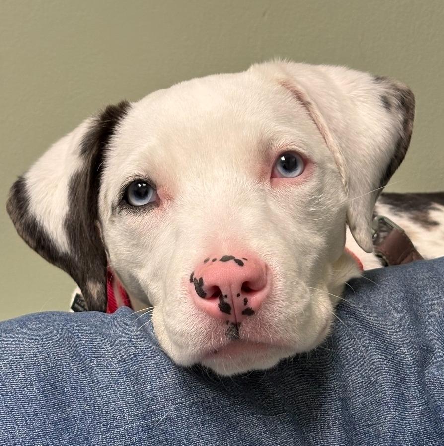 Halo, Adoptable, Young Female Catahoula Leopard Dog.