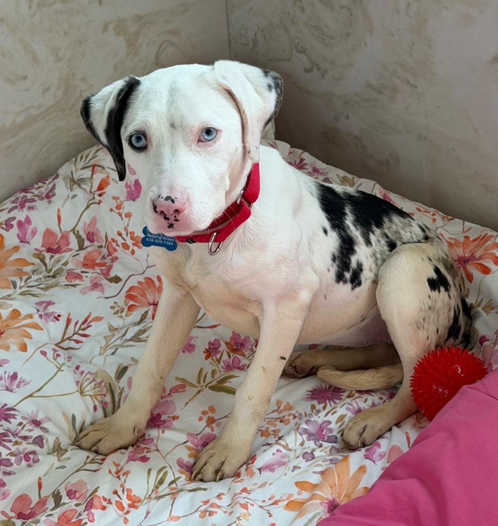 Enlarge Halo, a Adoptable mixed breed in Columbia, IL image 2/6