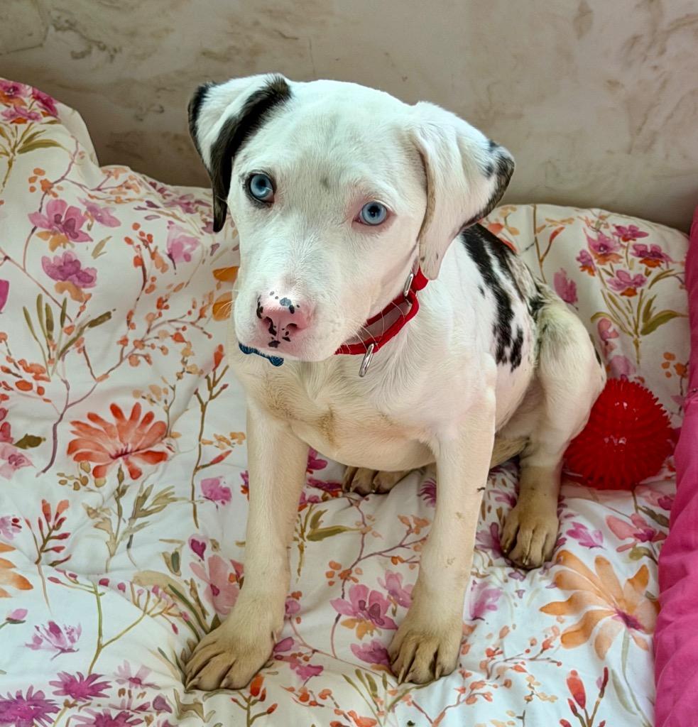 Enlarge Halo, a Adoptable mixed breed in Columbia, IL image 3/6