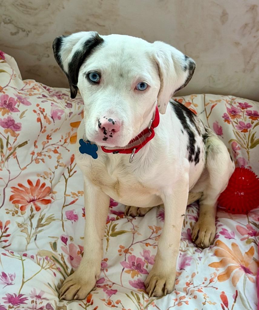 Enlarge Halo, a Adoptable mixed breed in Columbia, IL image 4/6