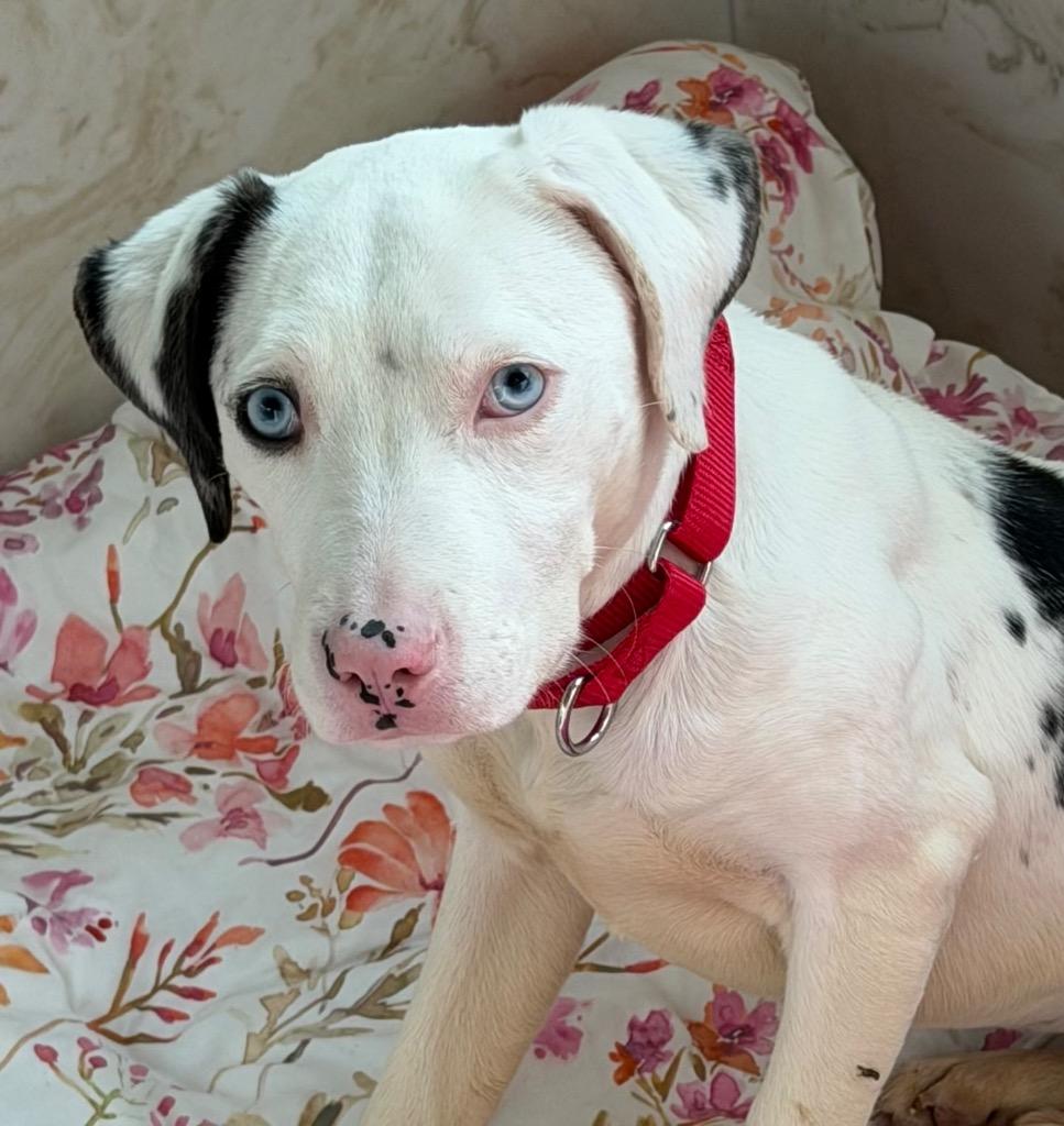 Enlarge Halo, a Adoptable mixed breed in Columbia, IL image 5/6