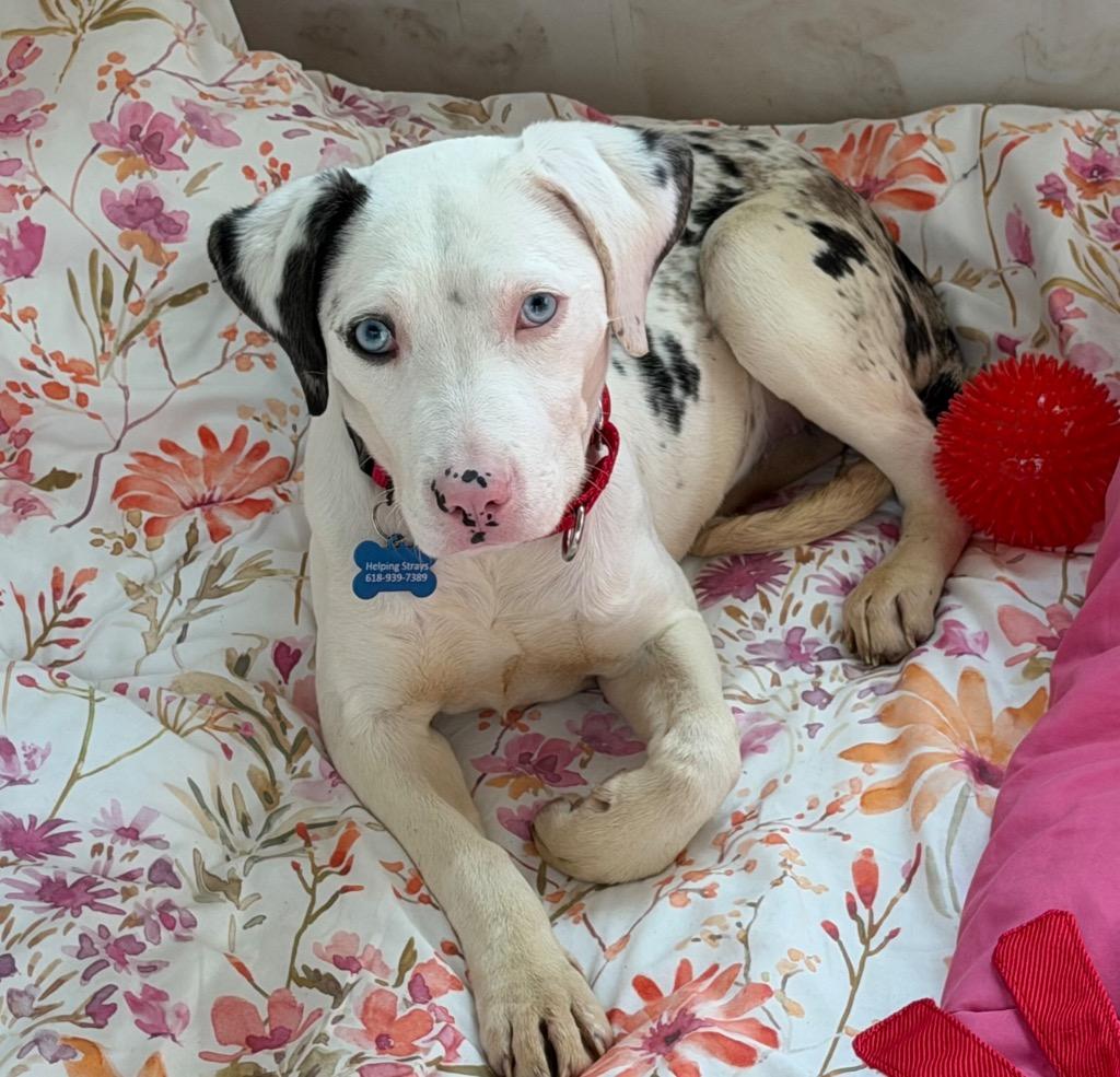 Enlarge Halo, a Adoptable mixed breed in Columbia, IL image 6/6