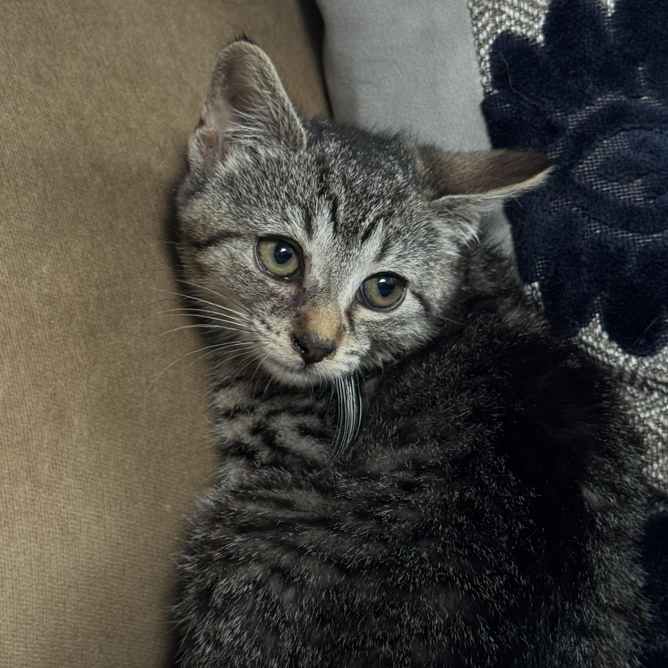 Kylys Kittens who will need a Home, a ADOPTABLE Domestic Short Hair in Clifton, NJ image 2/6