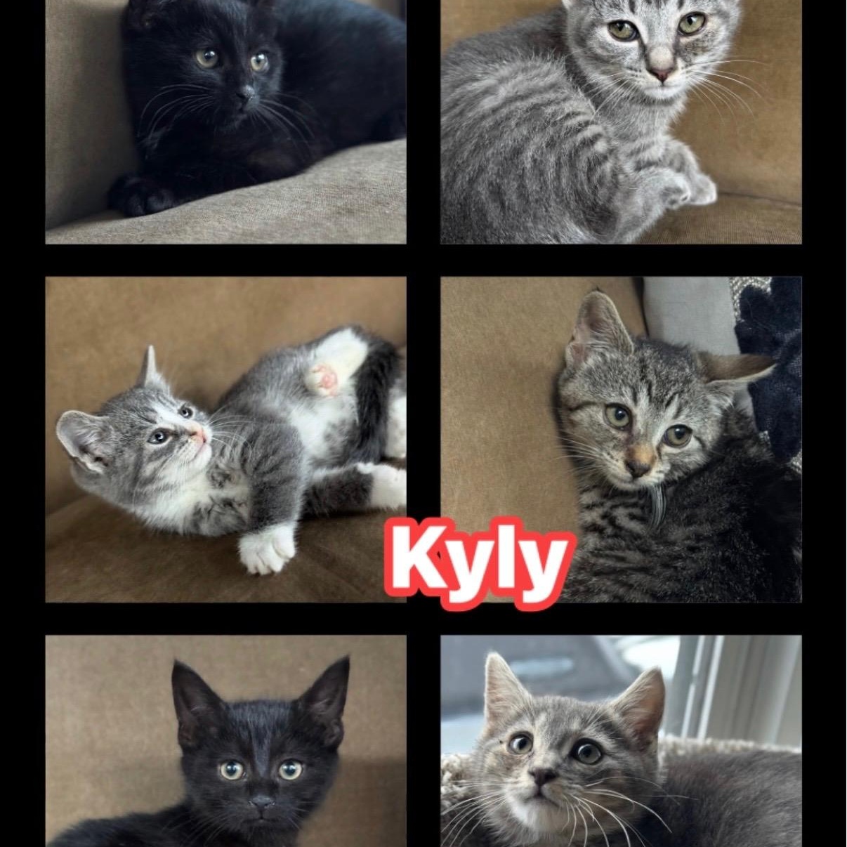 Kylys Kittens who will need a Home, ADOPTABLE, Kitten Male Domestic Short Hair.