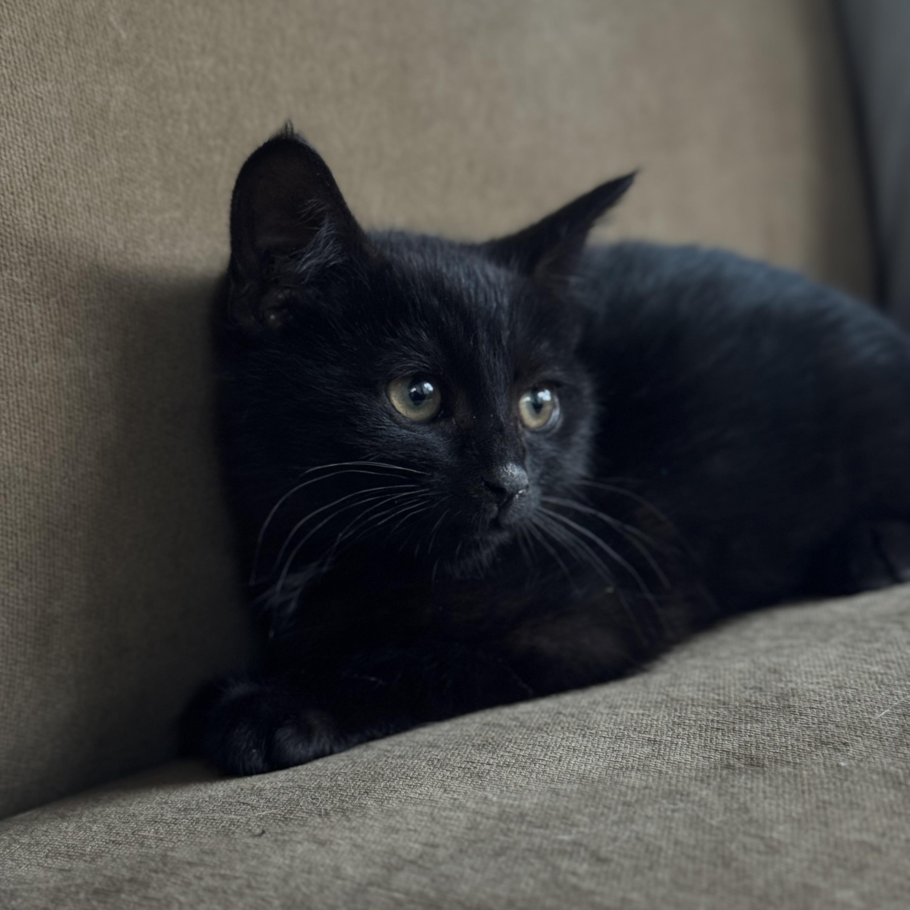 Kylys Kittens who will need a Home, a ADOPTABLE Domestic Short Hair in Clifton, NJ image 3/6