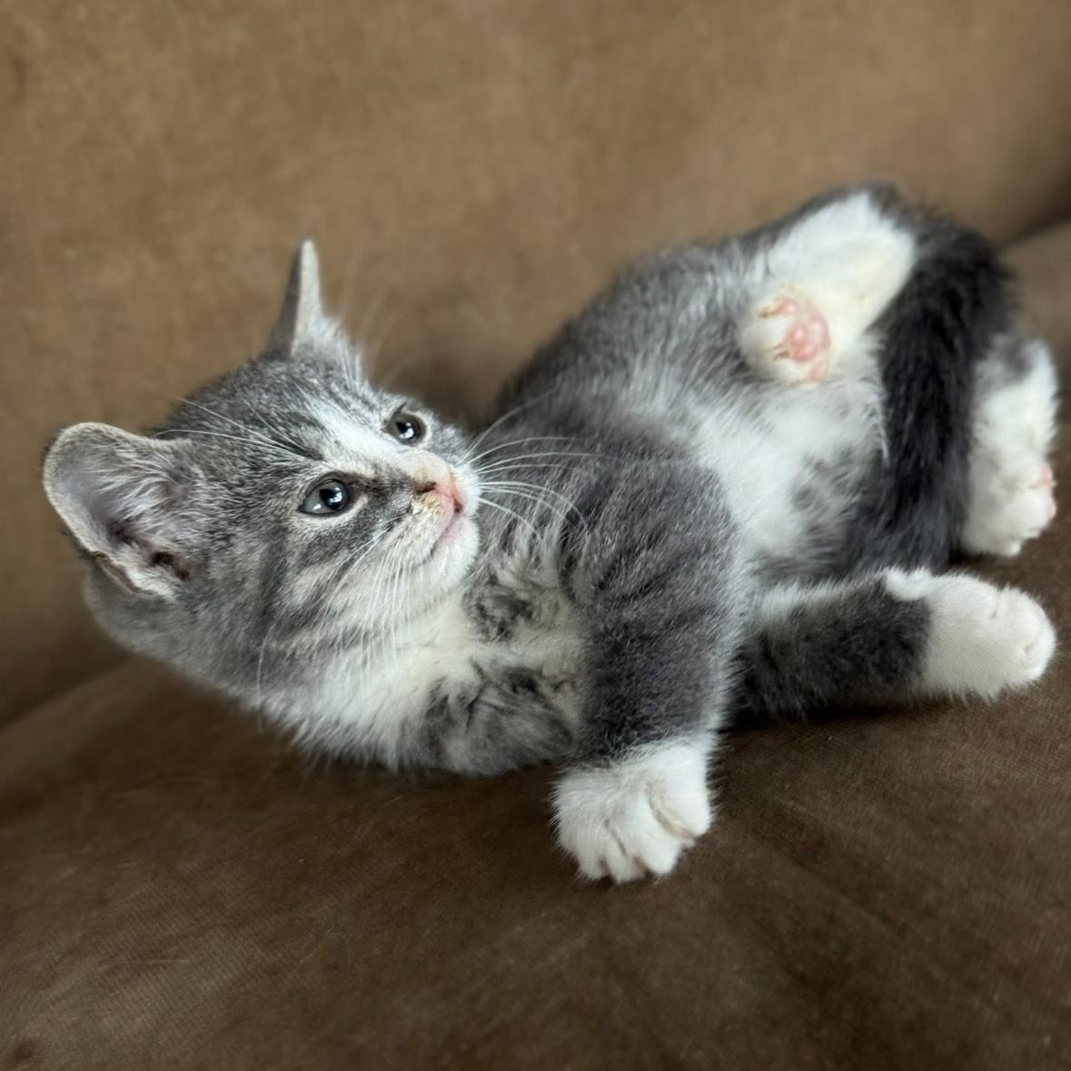 Kylys Kittens who will need a Home, a ADOPTABLE Domestic Short Hair in Clifton, NJ image 4/6