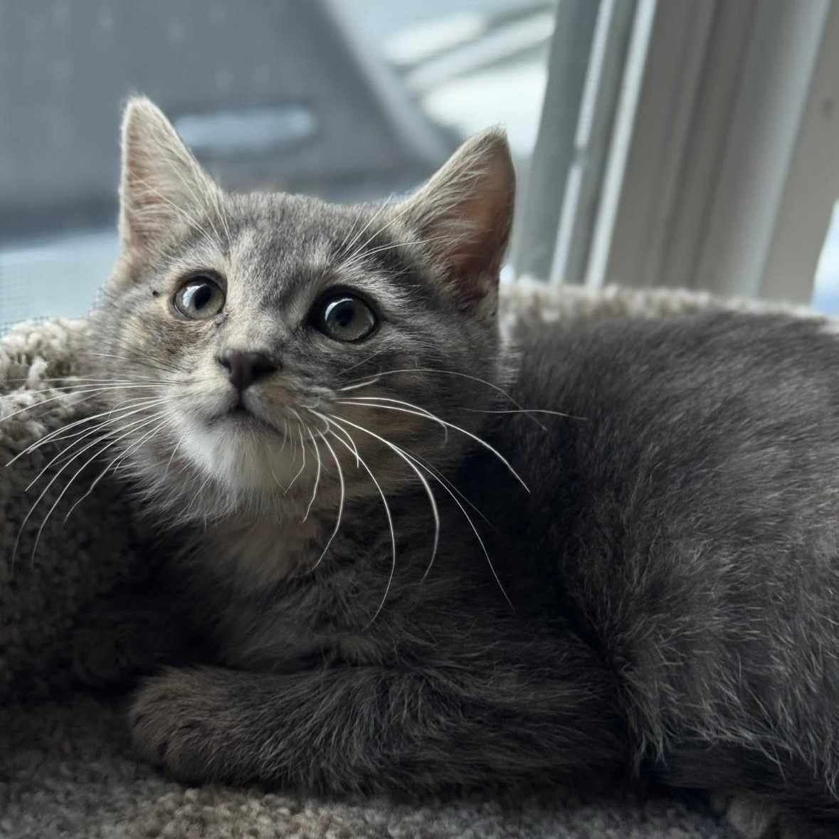 Kylys Kittens who will need a Home, a ADOPTABLE Domestic Short Hair in Clifton, NJ image 6/6