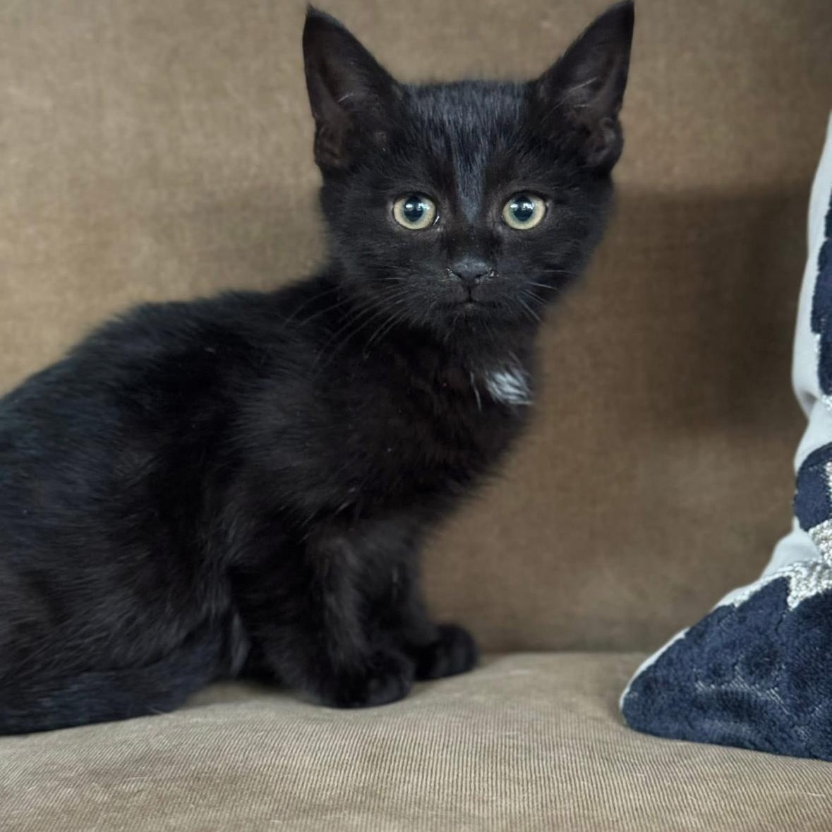 Kylys Kittens who will need a Home, a ADOPTABLE Domestic Short Hair in Clifton, NJ image 5/6