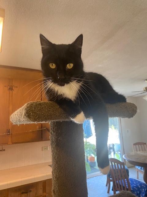 Annie, a Adoptable Tuxedo in Santa Cruz, CA image 5/6