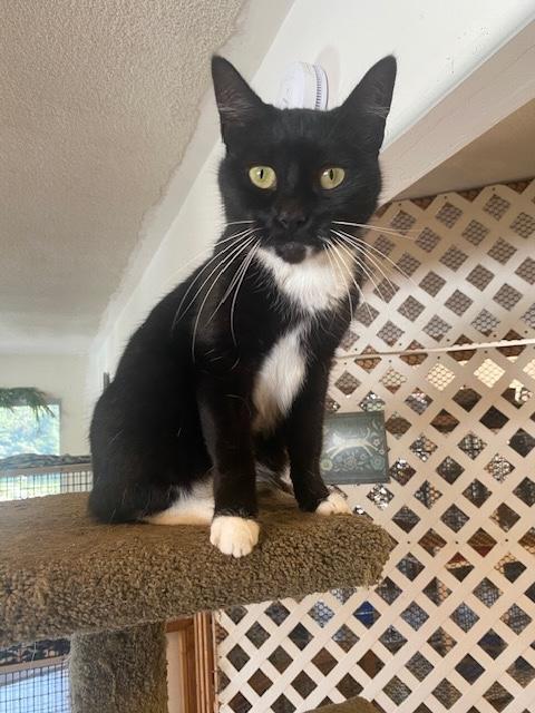 Annie, a Adoptable Tuxedo in Santa Cruz, CA image 1/6
