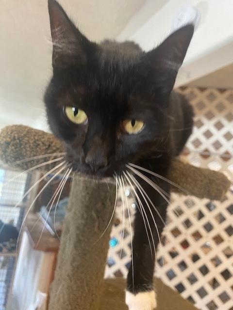 Annie, a Adoptable Tuxedo in Santa Cruz, CA image 6/6