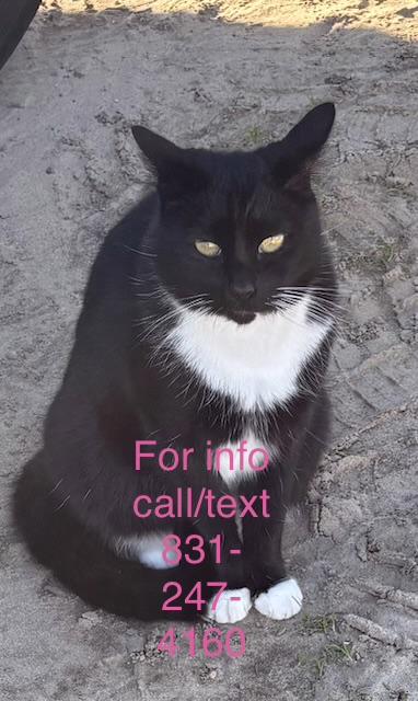 Enlarge Annie, a Adoptable Tuxedo in Santa Cruz, CA image 4/6