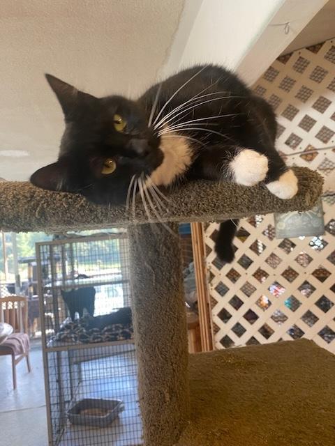 Annie, a Adoptable Tuxedo in Santa Cruz, CA image 2/6