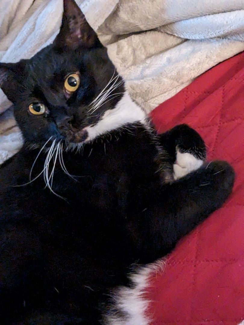 Annie, a Adoptable Tuxedo in Santa Cruz, CA image 3/6