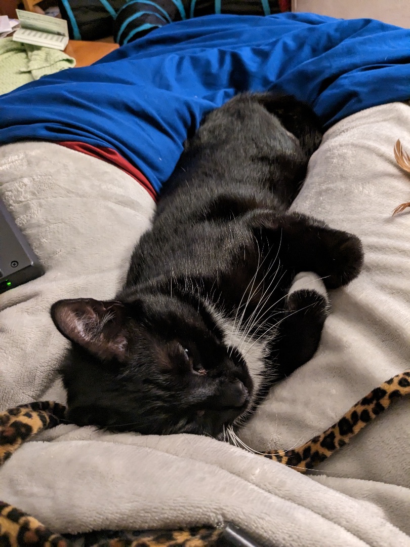 Annie, a Adoptable Tuxedo in Santa Cruz, CA image 4/6