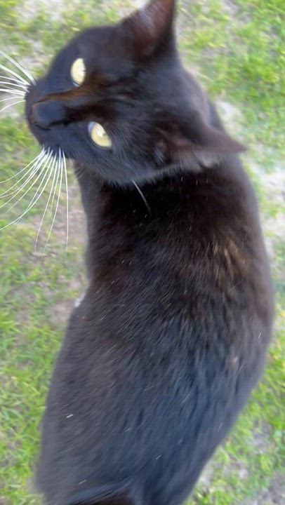 Enlarge Annie, a Adoptable Tuxedo in Santa Cruz, CA video 6/6