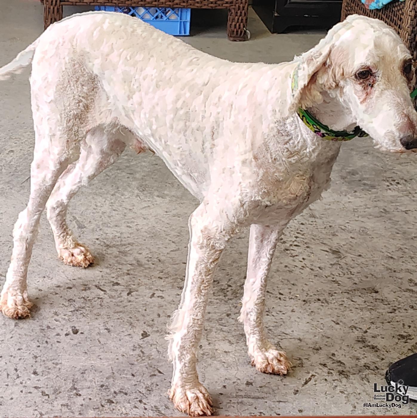 Enlarge Legend, a Adoptable Standard Poodle in Washington, DC image 1/3