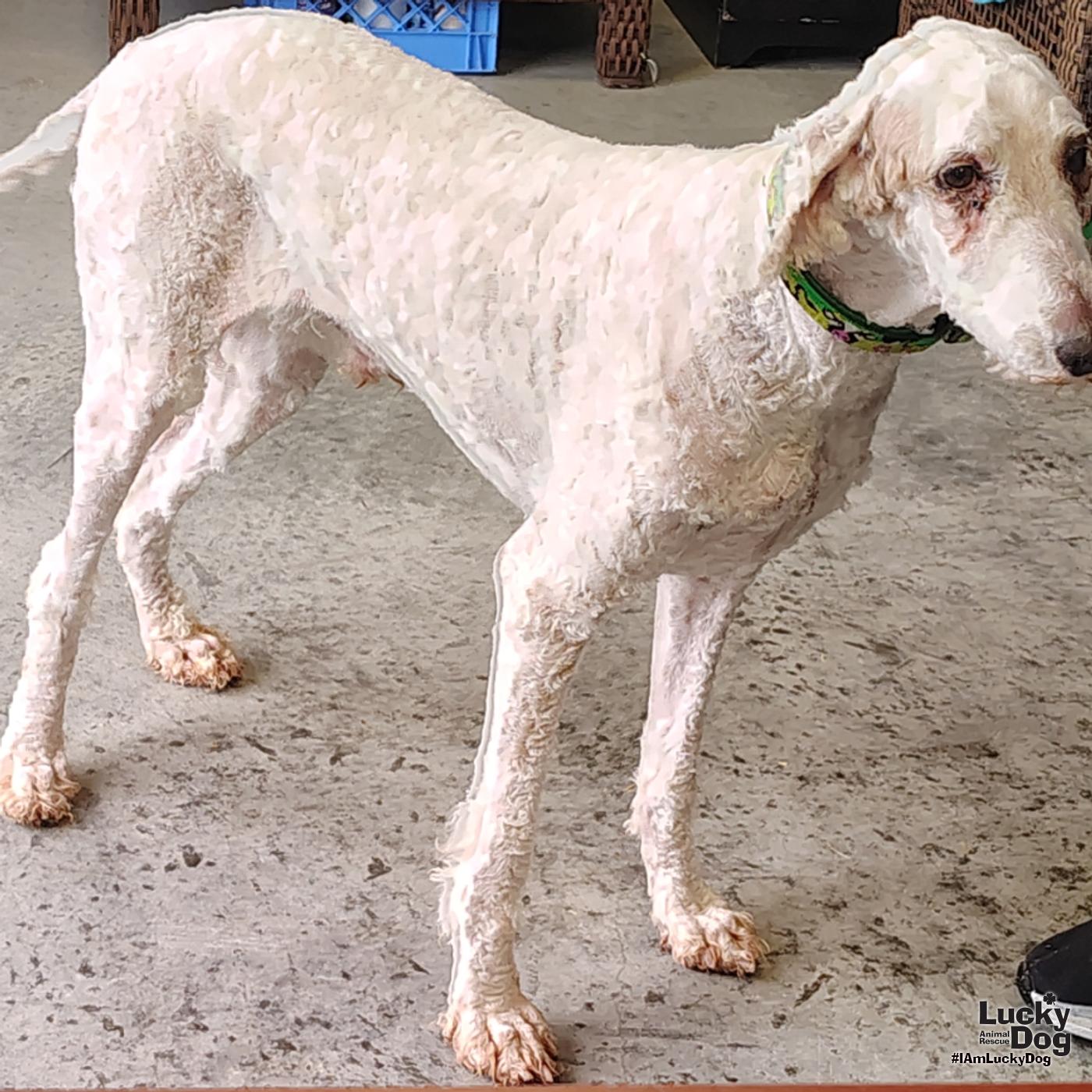 Enlarge Legend, a Adoptable Standard Poodle in Washington, DC image 2/3