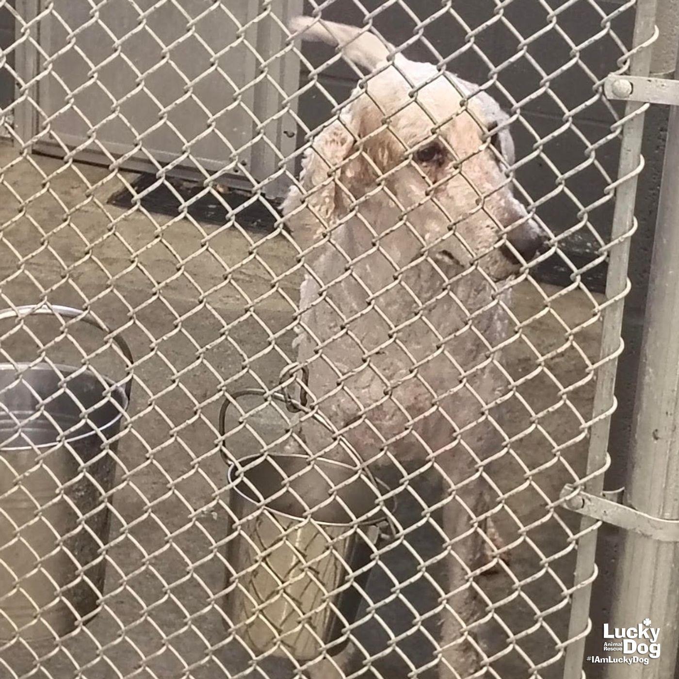 Enlarge Legend, a Adoptable Standard Poodle in Washington, DC image 3/3