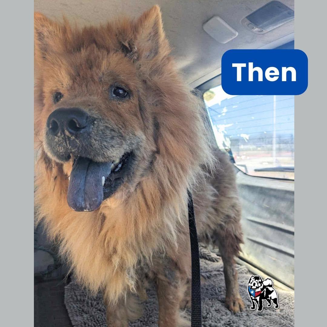 Rumplestiltskin, Adoptable, Adult Male Chow Chow.