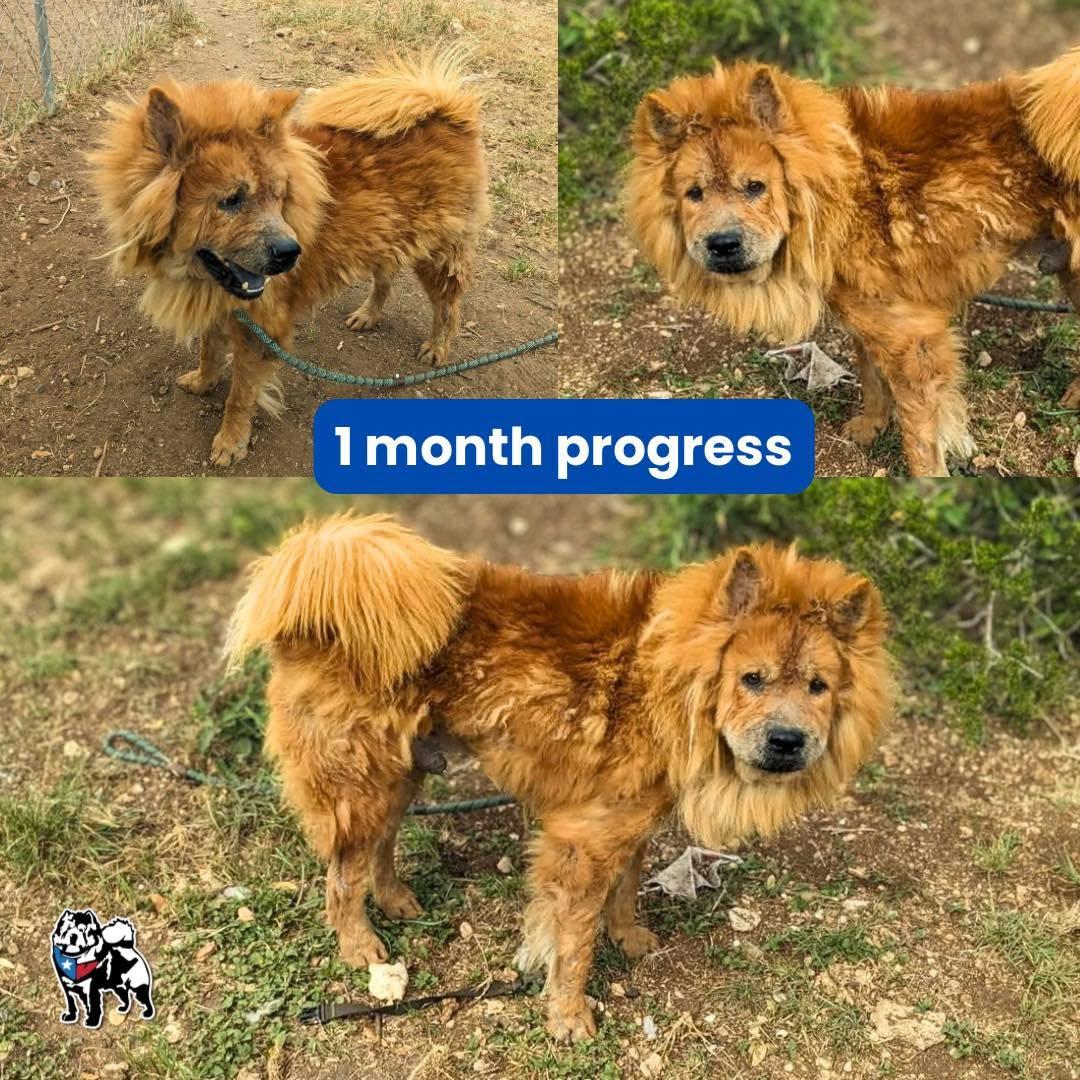 Enlarge Rumplestiltskin, a Adoptable Chow Chow in Houston, TX image 2/3