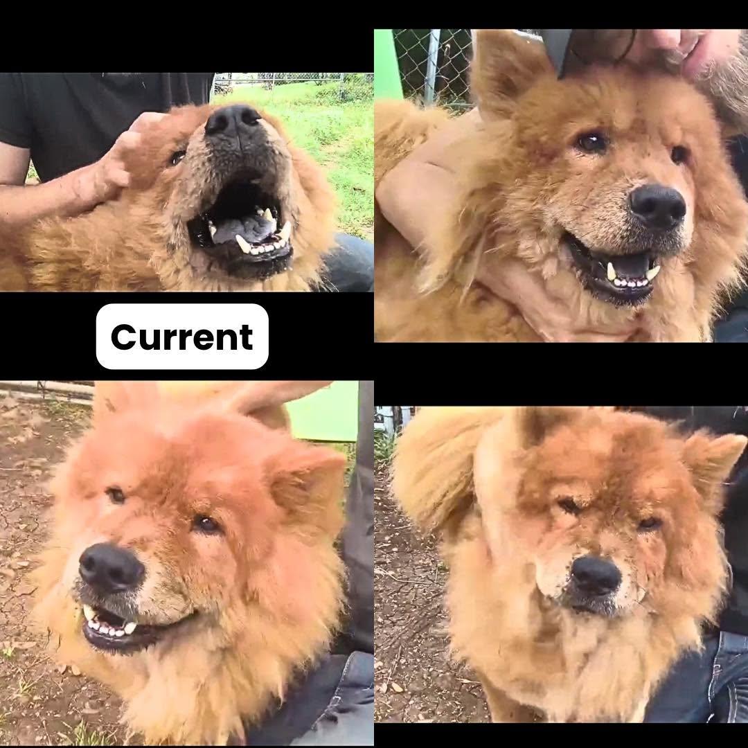 Enlarge Rumplestiltskin, a Adoptable Chow Chow in Houston, TX image 3/3