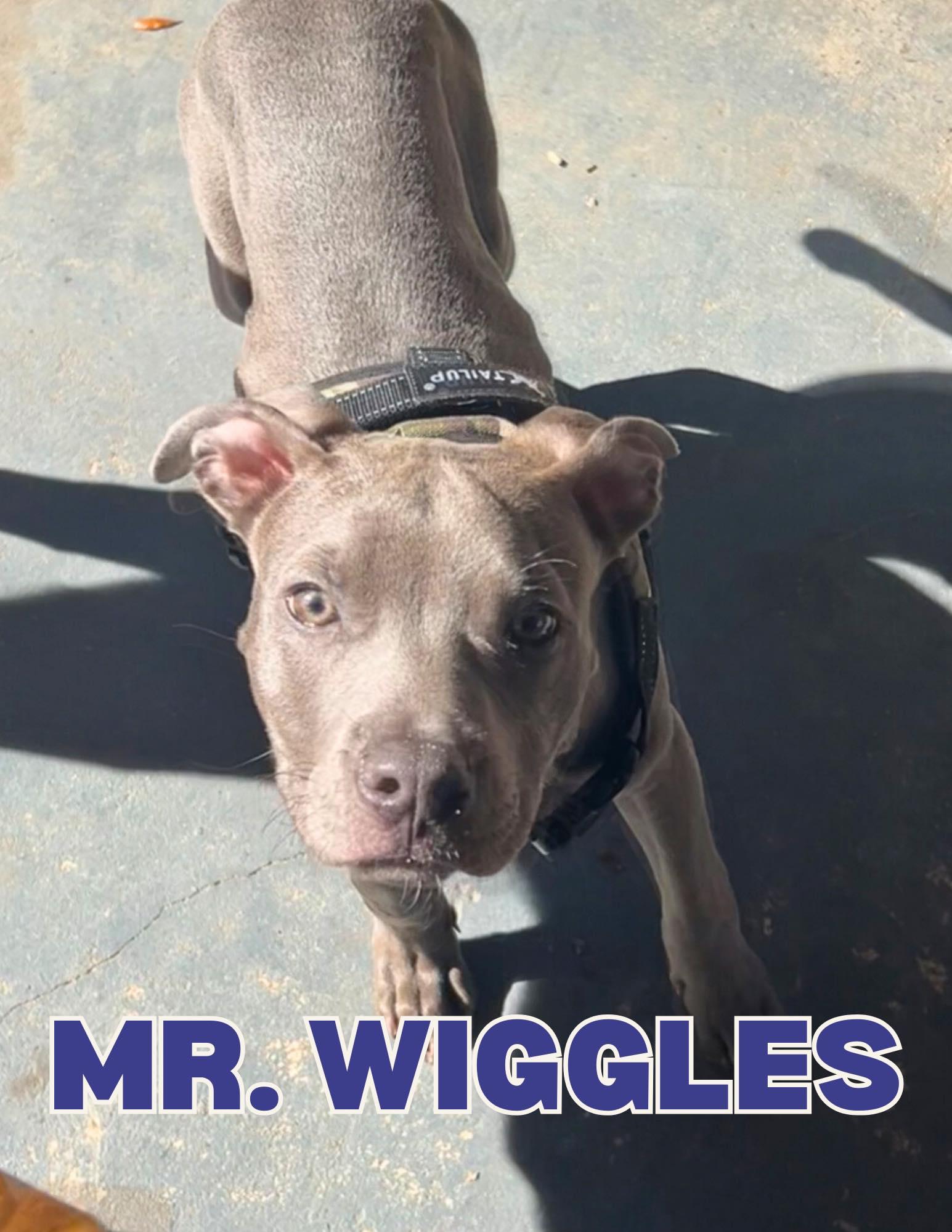 Mr Wiggles, ADOPTABLE, Puppy Male Pit Bull Terrier.