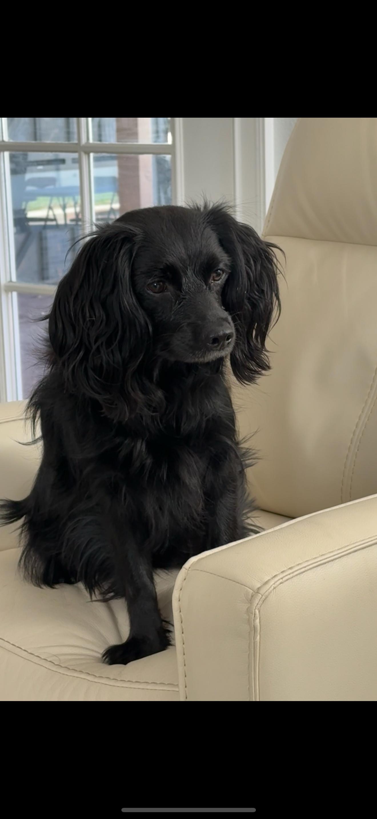 Lorenzo - The Sweetest Boy