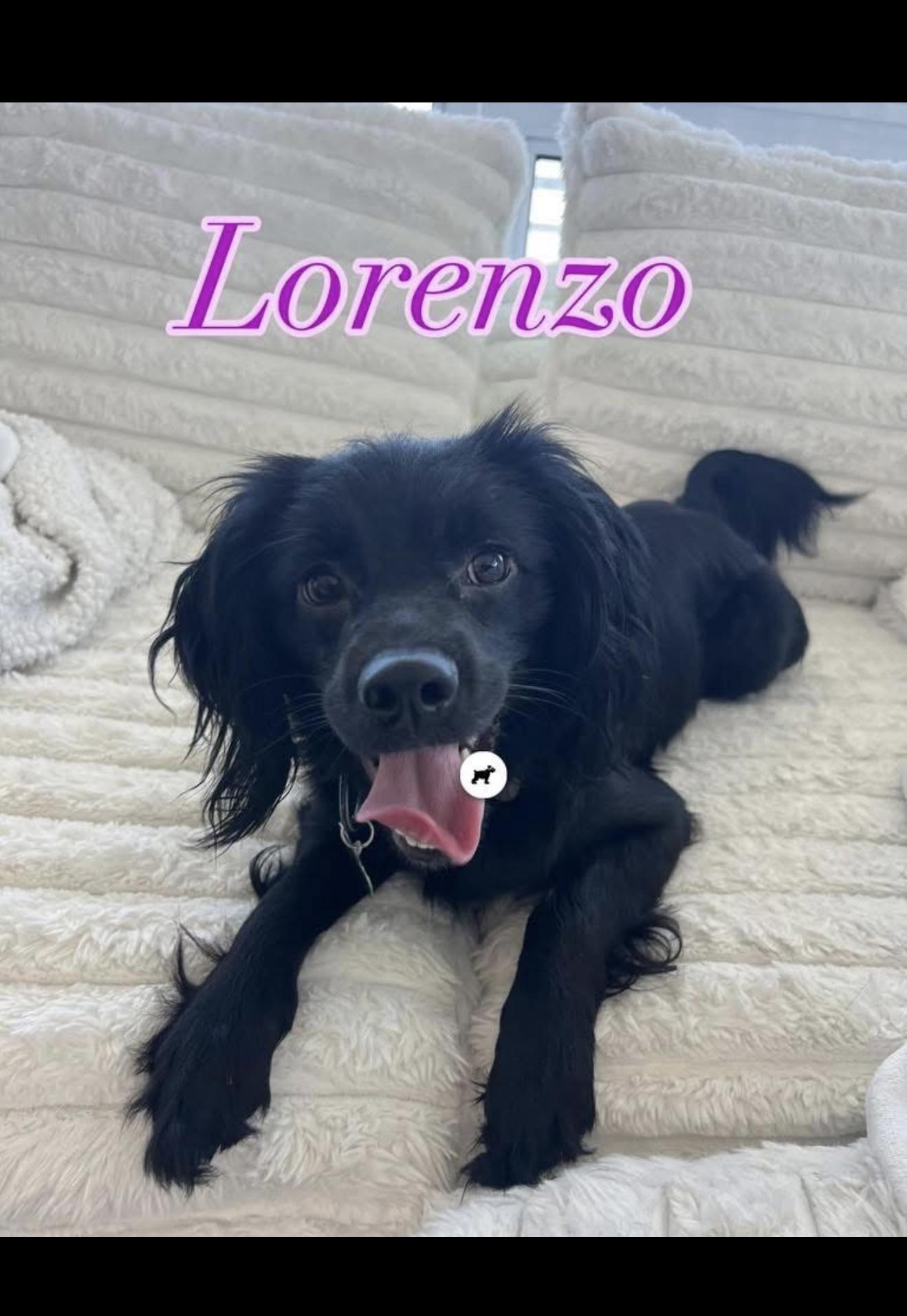Lorenzo - The Sweetest Boy, a Adoptable Spaniel in Rancho Cucamonga , CA image 2/5
