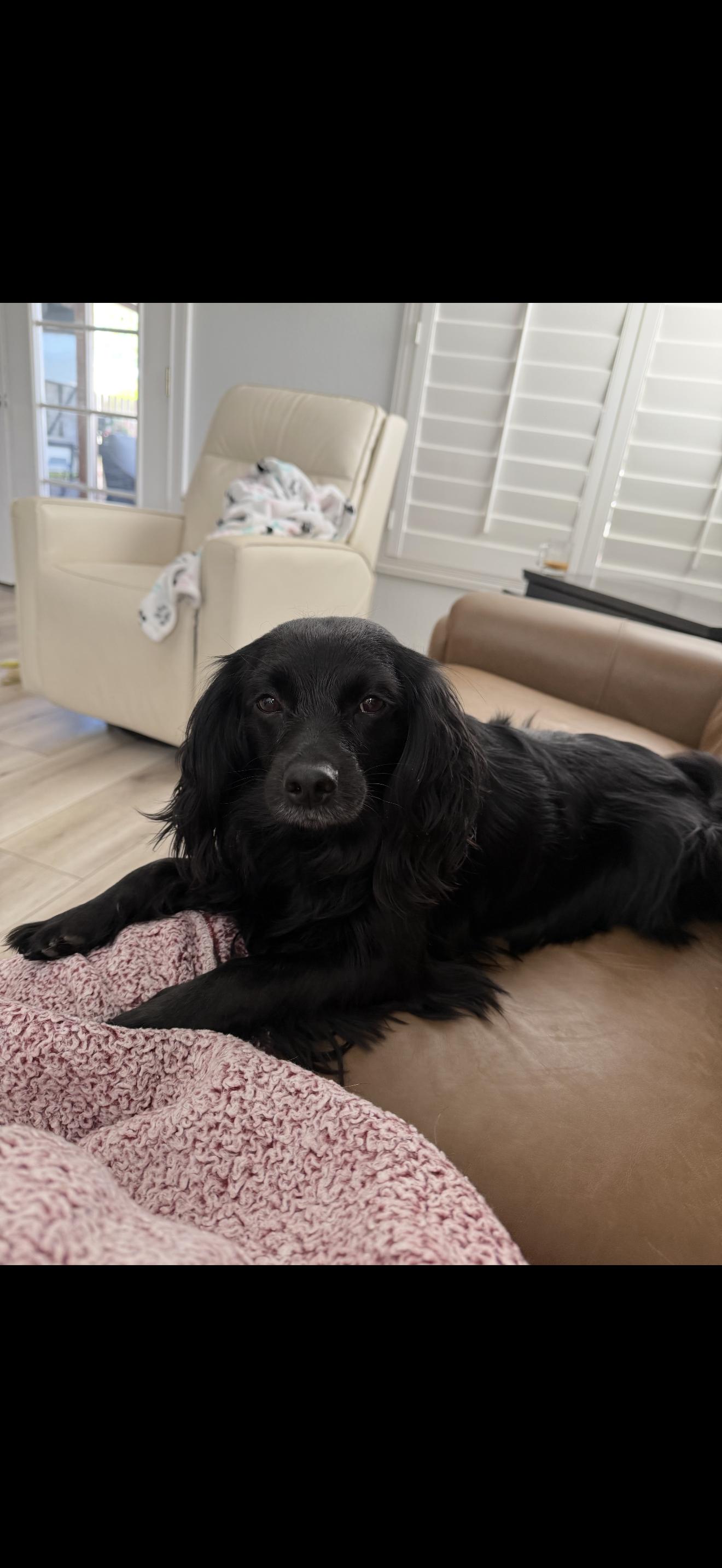 Lorenzo - The Sweetest Boy