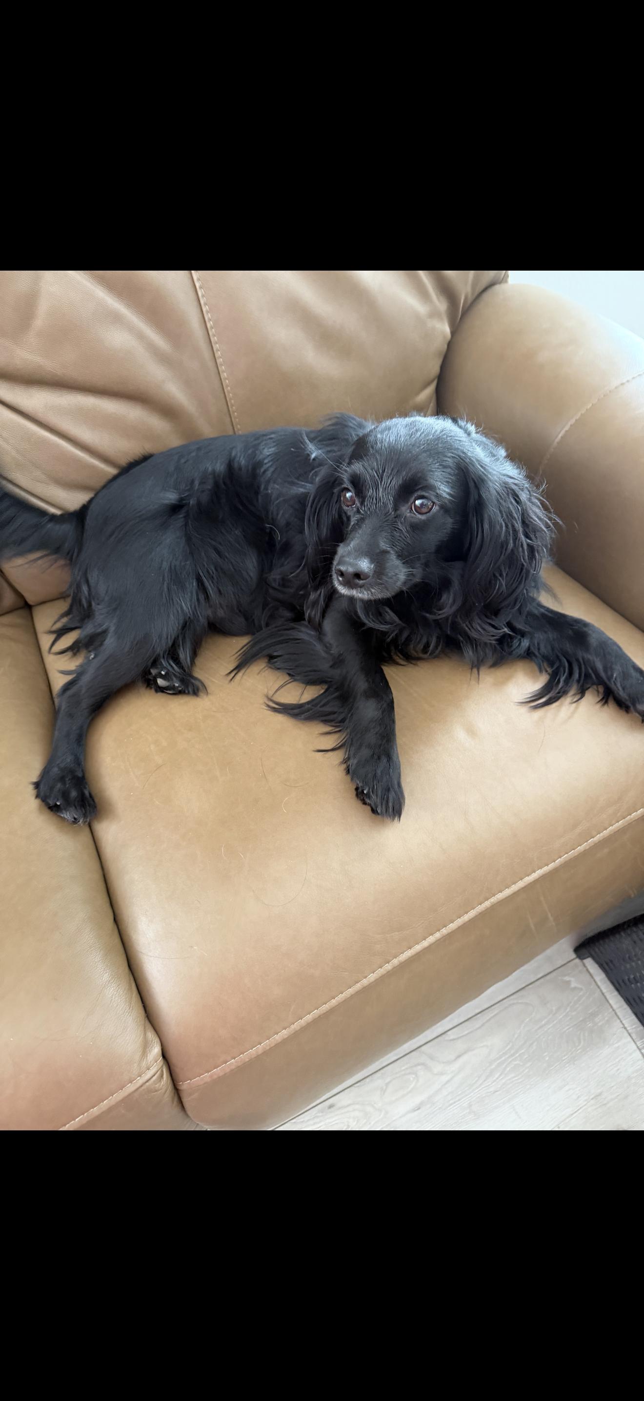 Lorenzo - The Sweetest Boy, a Adoptable Spaniel in Rancho Cucamonga , CA image 4/5