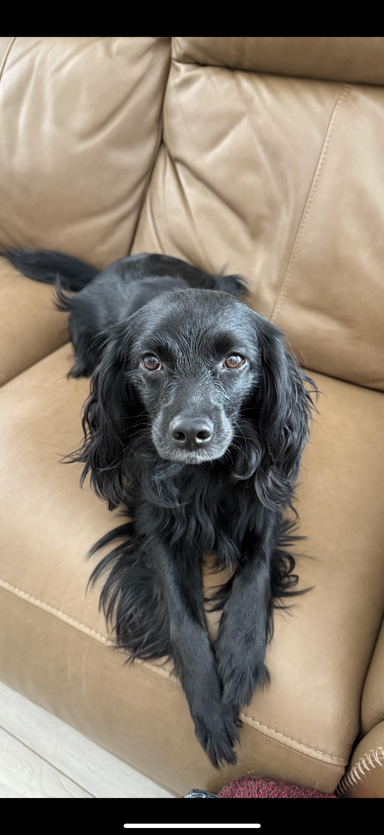 Lorenzo - The Sweetest Boy