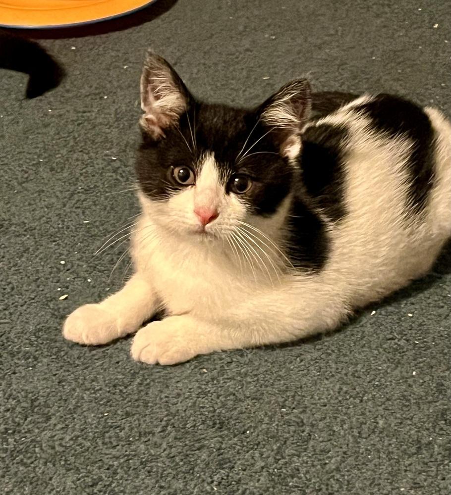 Enlarge Spooky (BONDED PAIR), a Adoptable Domestic Short Hair in Bolton, CT image 2/6