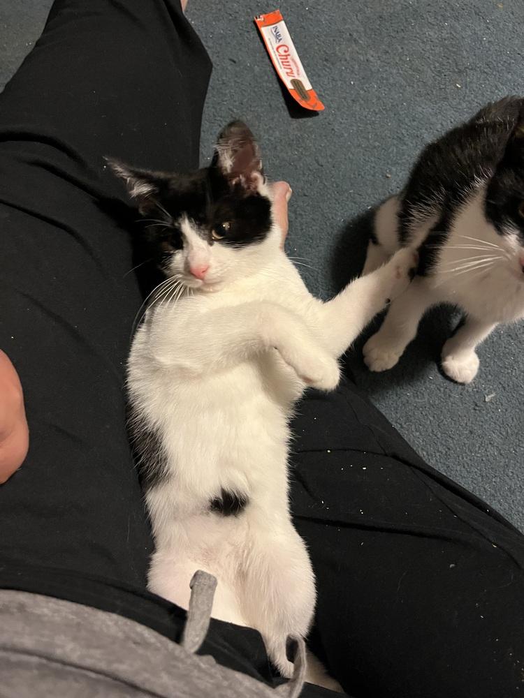 Enlarge Spooky (BONDED PAIR), a Adoptable Domestic Short Hair in Bolton, CT image 3/6