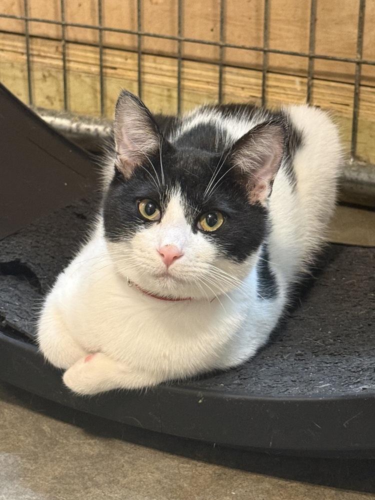 Enlarge Spooky (BONDED PAIR), a Adoptable Domestic Short Hair in Bolton, CT image 4/6